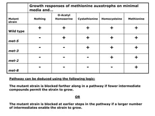 Growth responses of methionine auxotrophs on minimal
media and…
Mutant
strain
Nothing
O-Acetyl
Homoserine Cystathionine Homocysteine Methionine
Wild type
+ + + + +
met-5
- + + + +
met-3
- - + + +
met-2
- - - + +
met-8
- - - - +
Pathway can be deduced using the following logic:
The mutant strain is blocked farther along in a pathway if fewer intermediate
compounds permit the strain to grow.
OR
The mutant strain is blocked at earlier steps in the pathway if a larger number
of intermediates enable the strain to grow.
 