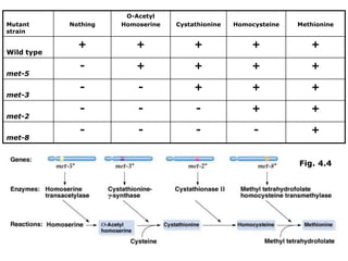 Mutant
strain
Nothing
O-Acetyl
Homoserine Cystathionine Homocysteine Methionine
Wild type
+ + + + +
met-5
- + + + +
met-3
- - + + +
met-2
- - - + +
met-8
- - - - +
Fig. 4.4
 