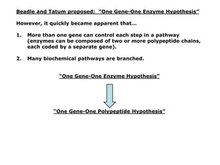 Beadle and Tatum proposed: “One Gene-One Enzyme Hypothesis”
However, it quickly became apparent that…
1. More than one gene can control each step in a pathway
(enzymes can be composed of two or more polypeptide chains,
each coded by a separate gene).
2. Many biochemical pathways are branched.
“One Gene-One Enzyme Hypothesis”
“One Gene-One Polypeptide Hypothesis”
 