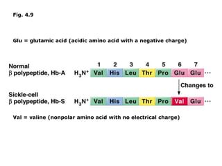 Glu = glutamic acid (acidic amino acid with a negative charge)
Val = valine (nonpolar amino acid with no electrical charge)
Fig. 4.9
 