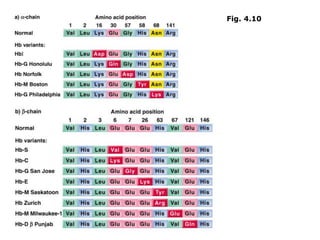 Fig. 4.10a Examples of amino acid substitutions found in 
polypeptides of various
human hemoglobin variants
Fig. 4.10
 