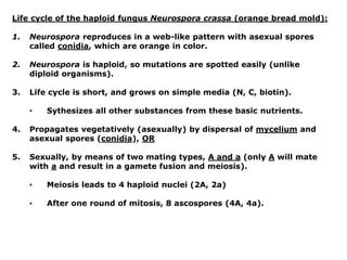 Life cycle of the haploid fungus Neurospora crassa (orange bread mold):
1. Neurospora reproduces in a web-like pattern with asexual spores
called conidia, which are orange in color.
2. Neurospora is haploid, so mutations are spotted easily (unlike
diploid organisms).
3. Life cycle is short, and grows on simple media (N, C, biotin).
• Sythesizes all other substances from these basic nutrients.
4. Propagates vegetatively (asexually) by dispersal of mycelium and
asexual spores (conidia), OR
5. Sexually, by means of two mating types, A and a (only A will mate
with a and result in a gamete fusion and meiosis).
• Meiosis leads to 4 haploid nuclei (2A, 2a)
• After one round of mitosis, 8 ascospores (4A, 4a).
 