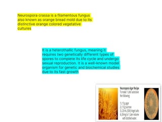 Neurospora crassa is a filamentous fungus
also known as orange bread mold due to its
distinctive orange colored vegetative
cultures
It is a heterothallic fungus, meaning it
requires two genetically different types of
spores to complete its life cycle and undergo
sexual reproduction. It is a well-known model
organism for genetic and biochemical studies
due to its fast growth
 