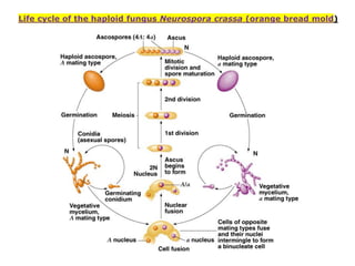 Life cycle of the haploid fungus Neurospora crassa (orange bread mold)
 
