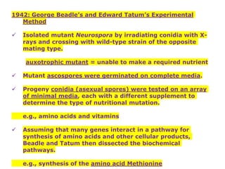 1942: George Beadle’s and Edward Tatum’s Experimental
Method
✓ Isolated mutant Neurospora by irradiating conidia with X-
rays and crossing with wild-type strain of the opposite
mating type.
auxotrophic mutant = unable to make a required nutrient
✓ Mutant ascospores were germinated on complete media.
✓ Progeny conidia (asexual spores) were tested on an array
of minimal media, each with a different supplement to
determine the type of nutritional mutation.
e.g., amino acids and vitamins
✓ Assuming that many genes interact in a pathway for
synthesis of amino acids and other cellular products,
Beadle and Tatum then dissected the biochemical
pathways.
e.g., synthesis of the amino acid Methionine
 