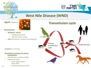 12
West Nile Disease (WND)
Agent: Flavivirus.
▪ Transmission
▪ Mosquito - borne
▪ Amplifying host: Birds
▪ End host: Human, Horses
▪ Other (transfusion, transplants, breastfeeding )
Transmission cycle
Incidental host
Primary
transmission
cycle
Incubation: 3 to 14 days
Classification according to the disease
manifestations
➢ Asymptomatic or subclinical (80%)
➢ Symptomatic (20%)
➢ Acute systemic febrile
illness (20%)
➢ Neuroinvasive disease (<1%)
 