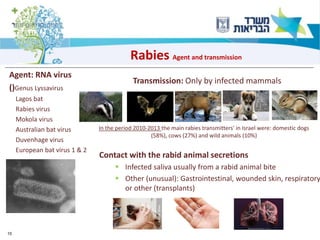 15
Rabies Agent and transmission
Agent: RNA virus
()Genus Lyssavirus
Lagos bat
Rabies virus
Mokola virus
Australian bat virus
Duvenhage virus
European bat virus 1 & 2
Transmission: Only by infected mammals
In the period 2010-2013 the main rabies transmitters' in Israel were: domestic dogs
(58%), cows (27%) and wild animals (10%)
Contact with the rabid animal secretions
▪ Infected saliva usually from a rabid animal bite
▪ Other (unusual): Gastrointestinal, wounded skin, respiratory
or other (transplants)
 