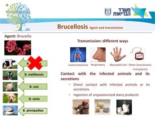20
Brucellosis Agent and transmission
Agent: Brucella
Transmission: different ways
Other (transfusion,
transplants)
B. canis
B. pinnipediae
B. suis
B. mellitensis
B. abortus Wounded skinRespiratoryGastrointestinal
Contact with the infected animals and its
secretions
▪ Direct contact with infected animals or its
secretions
▪ Ingestion of unpasteurized dairy products
 