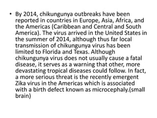 • By 2014, chikungunya outbreaks have been
reported in countries in Europe, Asia, Africa, and
the Americas (Caribbean and Central and South
America). The virus arrived in the United States in
the summer of 2014, although thus far local
transmission of chikungunya virus has been
limited to Florida and Texas. Although
chikungunya virus does not usually cause a fatal
disease, it serves as a warning that other, more
devastating tropical diseases could follow. In fact,
a more serious threat is the recently emergent
Zika virus in the Americas which is associated
with a birth defect known as microcephaly.(small
brain)
 