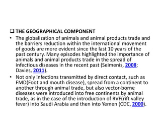  THE GEOGRAPHICAL COMPONENT
• The globalization of animals and animal products trade and
the barriers reduction within the international movement
of goods are more evident since the last 10 years of the
past century. Many episodes highlighted the importance of
animals and animal products trade in the spread of
infectious diseases in the recent past (Seimenis, 2008;
Davies, 2011).
• Not only infections transmitted by direct contact, such as
FMD(Foot and mouth disease), spread from a continent to
another through animal trade, but also vector-borne
diseases were introduced into free continents by animal
trade, as in the case of the introduction of RVF(rift valley
fever) into Saudi Arabia and then into Yemen (CDC, 2000).
 