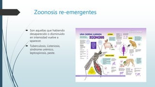 Zoonosis re-emergentes
 Son aquellas que habiendo
desaparecido o disminuido
en intensidad vuelve a
aparecer.
 Tuberculosis, Listeriosis,
síndrome urémico,
leptospirosis, peste.
 