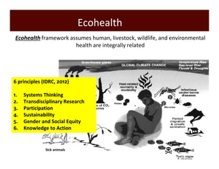 Ecohealth 
Ecohealth framework assumes human, livestock, wildlife, and environmental 
Zoonoses 
Sick animals 
health are integrally related 
6 principles (IDRC, 2012) 
1. Systems Thinking 
2. Transdisciplinary Research 
3. Participation 
4. Sustainability 
5. Gender and Social Equity 
6. Knowledge to Action 
 