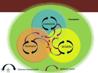 One Health approaches to different problems: Work at the International Livestock Research Institute