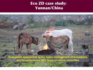 EcoHealth and One Health – Moving from concepts to implementation: “Learning by doing” through case studies