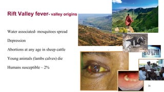 International perspectives on One Health