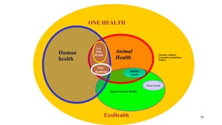 International perspectives on One Health