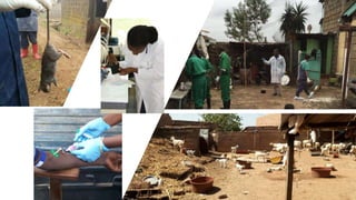 One Health and zoonoses projects at the International Livestock Research Institute