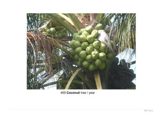 7 | P a g e
400 Coconut/ tree / year
 