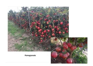16 | P a g e
Pomegranate
 