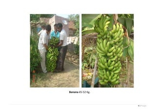 8 | P a g e
Banana 45-52 Kg.
 