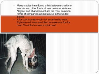 More than 15 million warm-blooded animals are used in research every year.