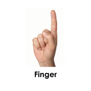 Finger
 