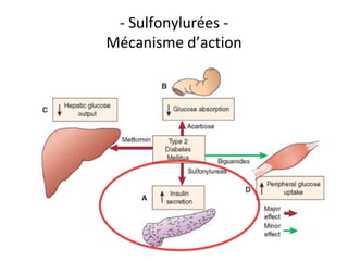 - Sulfonylurées -
Mécanisme d’action
 