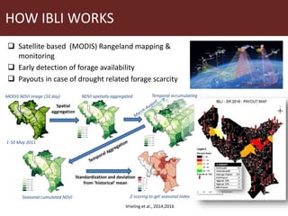 Earth observation applications in Index-based Livestock Insurance (IBLI): Challenges and opportunities