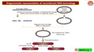 Diagrammatic representation of recombinant DNA technology
amrit_rj
 
