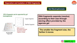 Separation and isolation of DNA fragments
Gel Electrophoresis
DNA fragments separate (resolve)
according to their size through
sieving effect provided by the
agarose gel
The smaller the fragment size, the
farther it moves
amrit_rj
 