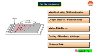 Visualized using Ethidium bromide
UV light exposure - transilluminator
Visible DNA Bands
Cutting of DNA band within gel
Elution of DNA
amrit_rj
Gel Electrophoresis
 