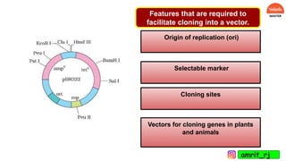 Features that are required to
facilitate cloning into a vector.
Origin of replication (ori)
Selectable marker
Cloning sites
Vectors for cloning genes in plants
and animals
amrit_rj
 