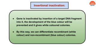 ● Gene is inactivated by insertion of a target DNA fragment
into it, the development of the blue colour will be
prevented and it gives white coloured colonies.
● By this way, we can differentiate recombinant (white
colour) and non-recombinant (blue colour) colonies.
Insertional inactivation:
 