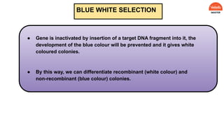 ● Gene is inactivated by insertion of a target DNA fragment into it, the
development of the blue colour will be prevented and it gives white
coloured colonies.
● By this way, we can differentiate recombinant (white colour) and
non-recombinant (blue colour) colonies.
BLUE WHITE SELECTION
 