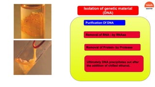 Isolation of genetic material
(DNA)
Cell Wall Lysis
Removal of RNA - by RNAse
Removal of Protein- by Protease
Ultimately DNA precipitates out after
the addition of chilled ethanol.
Purification Of DNA
 