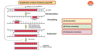 Amplification of Gene of Interest using PCR
(A) Denaturation
(B) Primer annealing
(C) Extension of primers
 