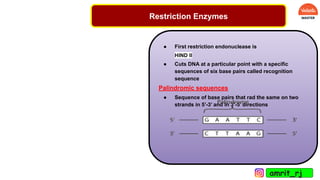 Restriction Enzymes
● First restriction endonuclease is
HIND II
● Cuts DNA at a particular point with a specific
sequences of six base pairs called recognition
sequence
Palindromic sequences
● Sequence of base pairs that rad the same on two
strands in 5’-3’ and in 3’-5’ directions
amrit_rj
 