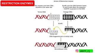 RESTRICTION ENZYMES
amrit_rj
 