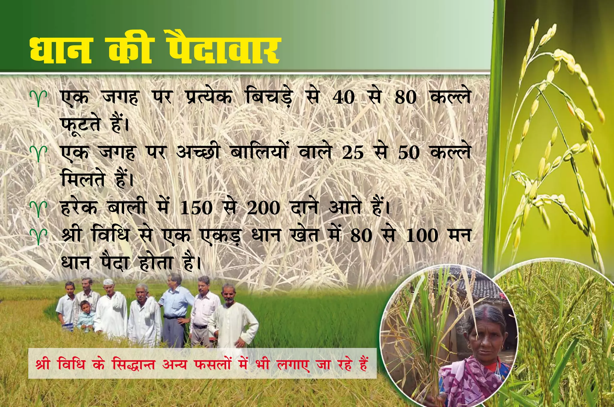 /kku dh iSnkokj
   ,d txg ij IkzR;sd fcpM+s ls 40 ls 80 dYys
    iQwVrs gSaA
   ,d txg ij vPNh ckfy;ksa okys 25 ls 50 dYys
    feyrs gSaA
   gjsd ckyh esa 150 ls 200 nkus vkrs gSaA
   Jh fof/ ls ,d ,dM+ /ku [ksr esa 80 ls 100 eu
    /ku iSnk gksrk gSA



Jh fof/ ds fl¼kUr vU; iQlyksa esa Hkh yxk, tk jgs gSa
 