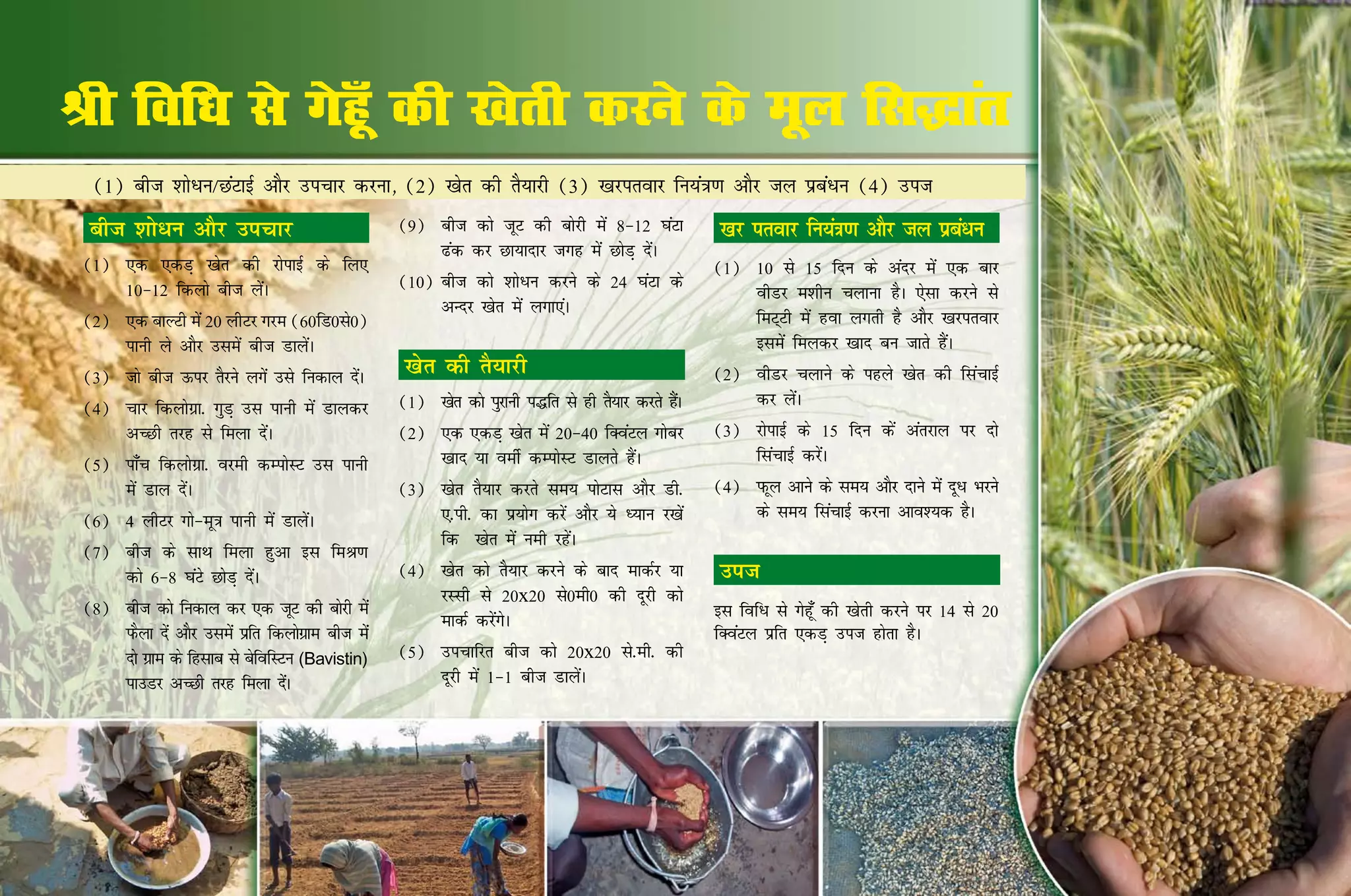 Jh fof/k ls xsgw¡ dh [ksrh djus ds ewy fl)kar
  (1) cht 'kks/u@NaVkbZ vkSj mipkj djuk] (2) [ksr dh rS;kjh (3) [kjirokj fu;a=k.k vkSj ty izca/u (4) mit
  cht 'kks/u vkSj mipkj                              (9)	 cht dks twV dh cksjh esa 8&12 ?kaVk         [kj irokj fu;a=k.k vkSj ty izc/u
                                                                                                                                    a
                                                          <ad dj Nk;knkj txg esa NksM+ nsaA
 (1)	 ,d ,dM+ [ksr dh jksikbZ ds fy,                                                                  (1)	 10 ls 15 fnu ds vanj esa ,d ckj
      10&12 fdyks cht ysaA                           (10)	cht dks 'kks/u djus ds 24 ?kaVk ds
                                                                                                           ohMj e'khu pykuk gSA ,slk djus ls
                                                          vUnj [ksr esa yxk,aA
 (2)	 ,d ckYVh esa 20 yhVj xje (60fM0ls0)                                                                  feV~Vh esa gok yxrh gS vkSj [kjirokj
      ikuh ys vkSj mlesa cht MkysaA                                                                        blesa feydj [kkn cu tkrs gSaA
 (3)	 tks cht Åij rSjus yxsa mls fudky nsA
                                         a            [ksr dh rS;kjh                                  (2)	 ohMj pykus ds igys [ksr dh flapkbZ
 (4)	 pkj fdyksxzk- xqM+ ml ikuh esa Mkydj           (1)	 [ksr dks iqjkuh i¼fr ls gh rS;kj djrs gSA
                                                                                                 a         dj ysaA
      vPNh rjg ls feyk nsaA                          (2)	 ,d ,dM+ [ksr esa 20&40 fDoaVy xkscj         (3)	 jksikbZ ds 15 fnu dsa varjky ij nks
 (5)	 ik¡p fdyksxzk- ojeh dEiksLV ml ikuh                 [kkn ;k oehZ dEiksLV Mkyrs gSaA                  flapkbZ djsaA
      esa Mky nsaA                                   (3)	 [ksr rS;kj djrs le; iksVkl vkSj Mh-         (4)	 iQwy vkus ds le; vkSj nkus esa nw/ Hkjus
 (6)	 4 yhVj xks&ew=k ikuh esa MkysaA                     ,-ih- dk iz;ksx djsa vkSj ;s è;ku j[ksa          ds le; flapkbZ djuk vko';d gSA
                                                          fd  [ksr esa ueh jgsaA
 (7)	 cht ds lkFk feyk gqvk bl feJ.k	
      dks 6&8 ?kaVs NksM+ nsaA                       (4)	 [ksr dks rS;kj djus ds ckn ekdZj ;k         mit
                                                          jLlh ls 20x20 ls0eh0 dh nwjh dks
 (8)	 cht dks fudky dj ,d twV dh cksjh esa                                                            bl fof/ ls xsgw¡ dh [ksrh djus ij 14 ls 20
                                                          ekdZ djsaxsA
      iQSyk nsa vkSj mlesa izfr fdyksxkz e cht esa                                                    fDoaVy izfr ,dM+ mit gksrk gSA
      nks xzke ds fglkc ls csfofLVu (Bavistin)       (5)	 mipkfjr cht dks 20x20 ls-eh- dh
      ikmMj vPNh rjg feyk nsA     a                       nwjh esa 1&1 cht MkysaA
 