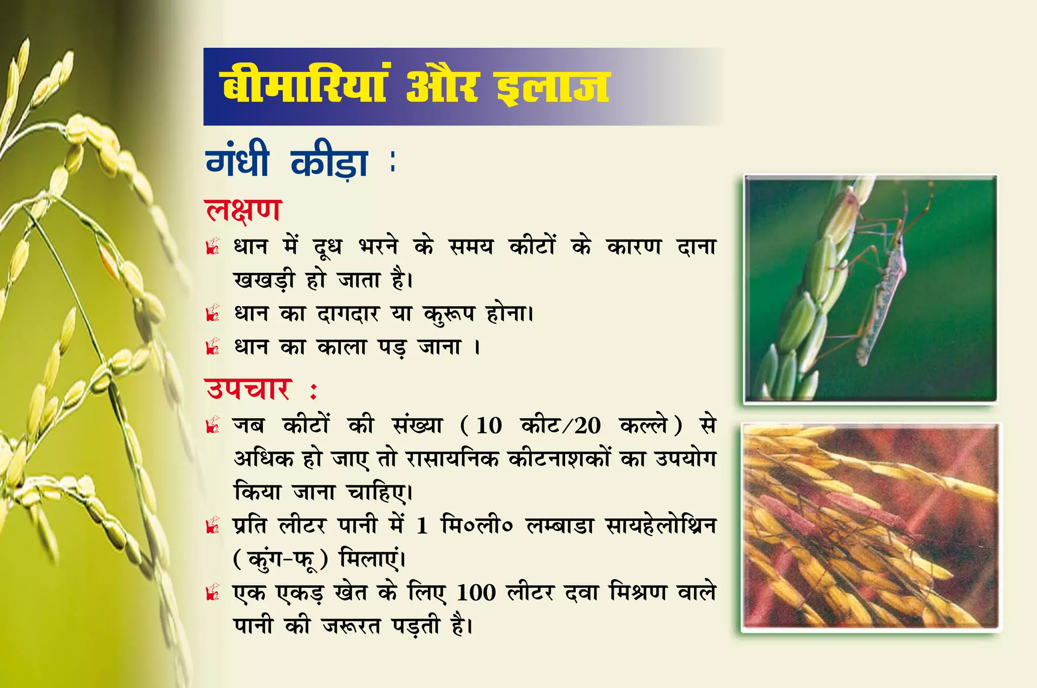 Ckhekfj;ka vkSj bykt
Xka/kh dhM+k %
y{k.k
£ /ku esa nw/ Hkjus ds le; dhVksa ds dkj.k nkuk
  [k[kM+h gks tkrk gSA
£ 	 ku dk nkxnkj ;k dq:Ik gksukA
  /
£ 	 ku dk dkyk iM+ tkuk A
  /
mipkj %
£ Tkc dhVksa dh la[;k (10 dhV@20 dYys) ls
  vf/d gks tk, rks jklk;fud dhVuk'kdksa dk mi;ksx
  fd;k tkuk pkfg,A
£ izfr yhVj ikuh esa 1 fe0yh0 yEckMk lk;gsyksfFkzu
  (dqax&iQw) feyk,aA
£ ,d ,dM+ [ksr ds fy, 100 yhVj nok feJ.k okys
  ikuh dh t:jr iM+rh gSA
 