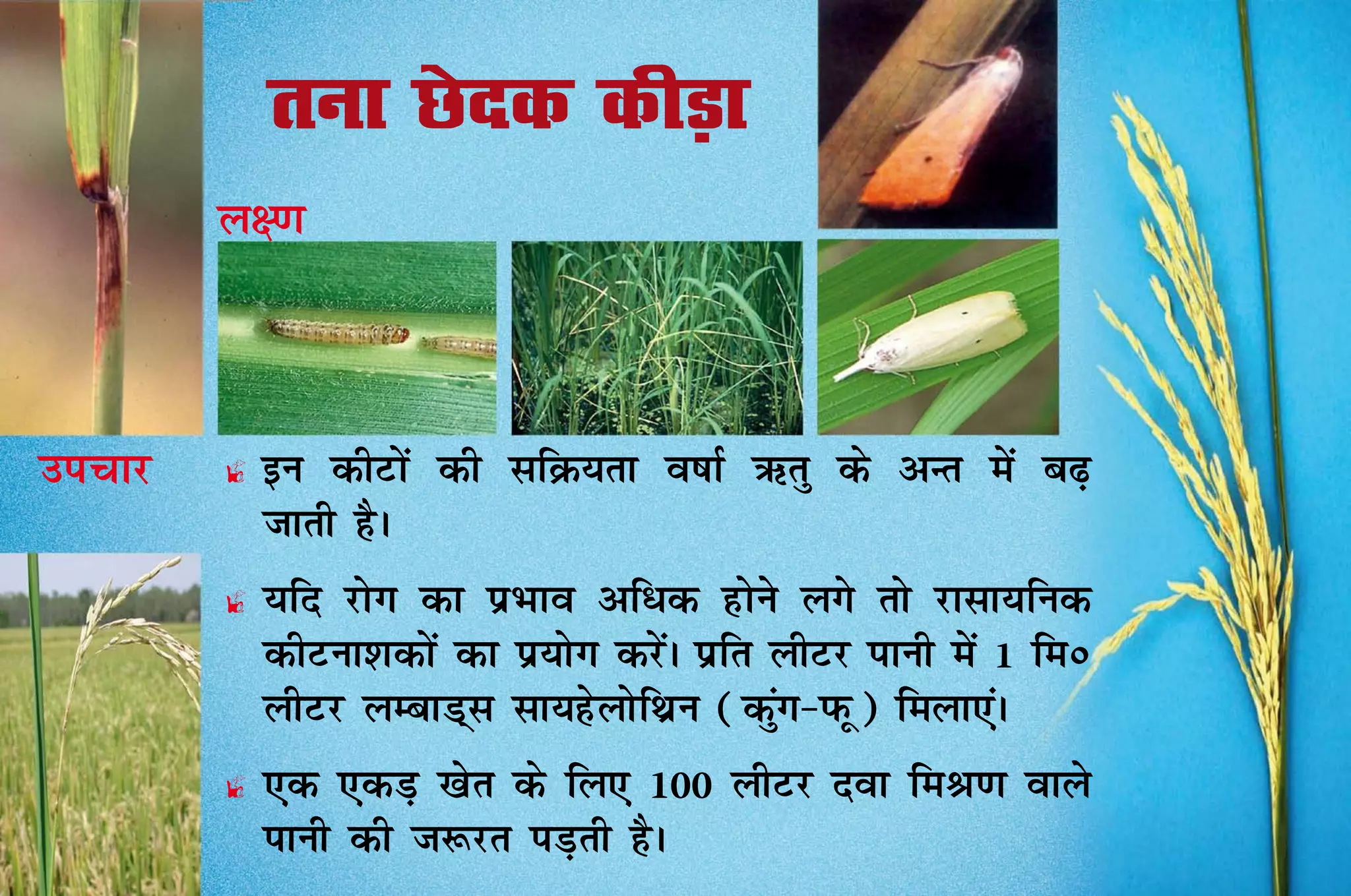 ruk Nsnd dhM+k
        y{.k



mipkj   £   bu dhVksa dh lfØ;rk o"kkZ Írq ds vUr esa c<+
            tkrh gSA
        £   	 fn jksx dk izHkko vf/d gksus yxs rks jklk;fud
            ;
            dhVuk'kdksa dk iz;ksx djsaA izfr yhVj ikuh esa 1 fe0
            yhVj yEckM~l lk;gsyksfFkzu (dqax&iQw) feyk,aA
        £   	 d ,dM+ [ksr ds fy, 100 yhVj nok feJ.k okys
            ,
            ikuh dh t:jr iM+rh gSA
 