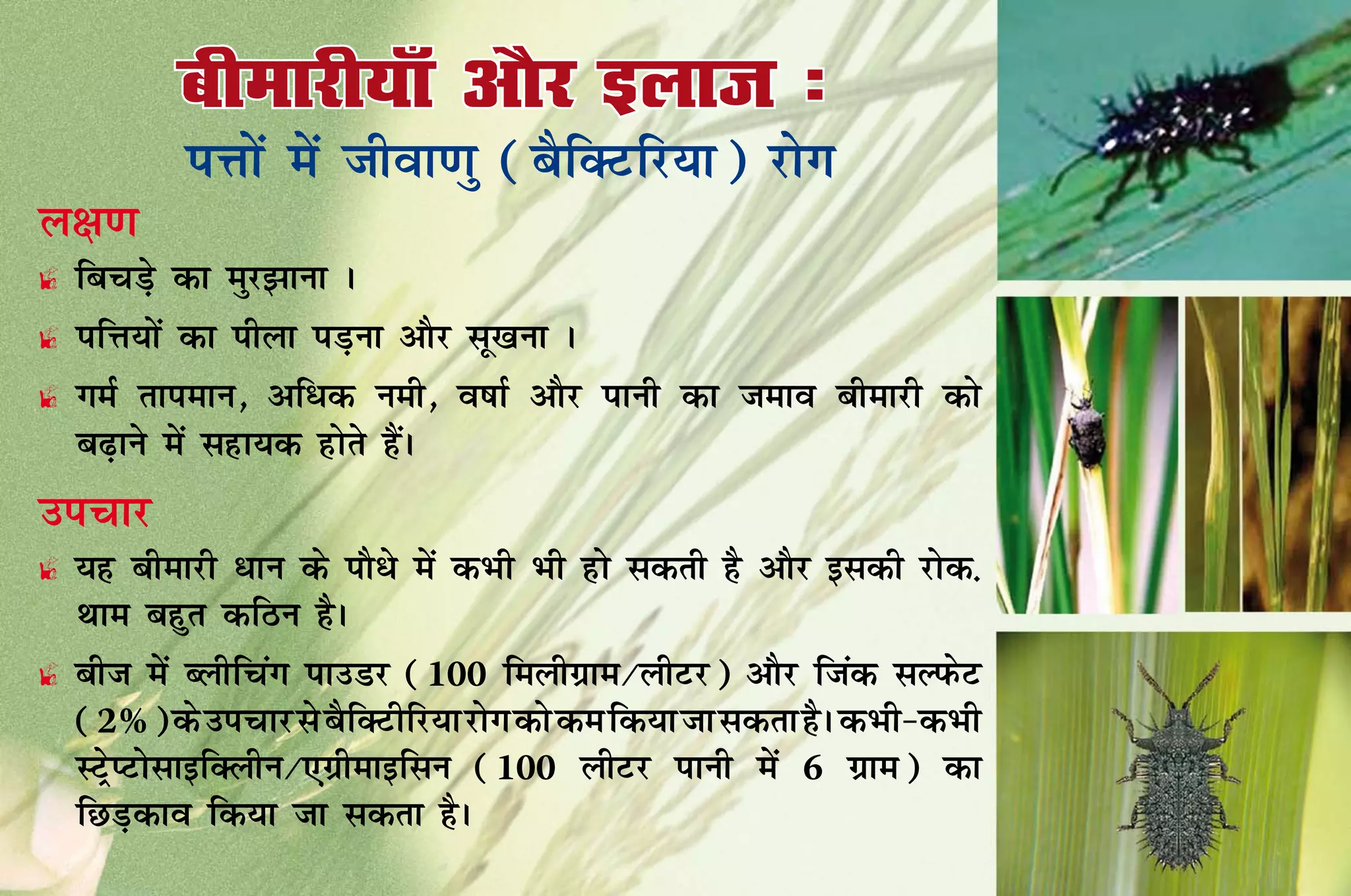 Ckhekjh;k¡ vkSj bykt %
          iÙkksa esa thok.kq (cSfDVfj;k) jksx
Yk{k.k
£ fcpM+s dk eqj>kuk A
£ 	 fÙk;ksa dk ihyk iM+uk vkSj lw[kuk A
  i
£ 	 eZ rkieku] vf/d ueh] o"kkZ vkSj ikuh dk teko chekjh dks
  x
  c<+kus esa lgk;d gksrs gSaA
mipkj
£ ;g chekjh /ku ds ikS/s esa dHkh Hkh gks ldrh gS vkSj bldh jksd-
  Fkke cgqr dfBu gSA
£ cht esa Cyhfpax ikmMj (100 feyhxzke@yhVj) vkSj ftad lYiQsV
  (2 %) ds mipkj ls cSfDVhfj;k jksx dks de fd;k tk ldrk gSA dHkh&dHkh
  LVªsIVkslkbfDyhu@,xzhekbflu (100 yhVj ikuh esa 6 xzke) dk
  fNM+dko fd;k tk ldrk gSA
 