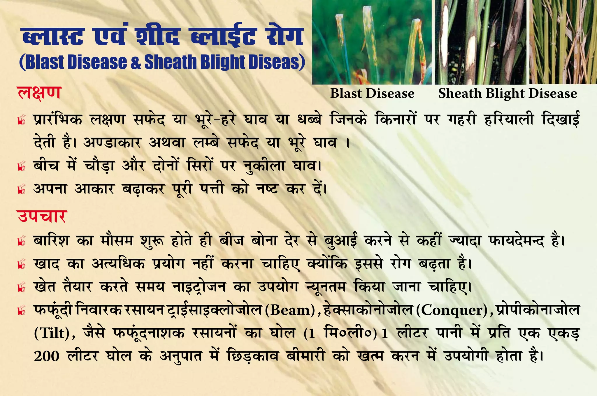 CykLV ,oa 'khn CykbZV jksx
(Blast Disease & Sheath Blight Diseas)
Yk{k.k                                              Blast Disease     Sheath Blight Disease
£ izkjafHkd y{k.k liQsn ;k Hkwjs&gjs ?kko ;k /CCks ftuds fdukjksa ij xgjh gfj;kyh fn[kkbZ
  nsrh gSA v.Mkdkj vFkok yEcs liQsn ;k Hkwjs ?kko A
£ chp esa pkSM+k vkSj nksuksa fljksa ij uqdhyk ?kkoA
£ viuk vkdkj c<+kdj iwjh iÙkh dks u"V dj nsaA
mipkj
£   ckfj'k dk ekSle 'kq: gksrs gh cht cksuk nsj ls cqvkbZ djus ls dgha T;knk iQk;nseUn gSA
£   	 kkn dk vR;f/d iz;ksx ugha djuk pkfg, D;ksafd blls jksx c<+rk gSA
    [
£   	 ksr rS;kj djrs le; ukbVªkstu dk mi;ksx U;wure fd;k tkuk pkfg,A
    [
£   	 QiaQwnh fuokjd jlk;u VªkbZlkbDykstksy (Beam)] gsDlkdksukstksy (Conquer)] izksihdksuktksy
    i
    (Tilt)] tSls iQiaQwnuk'kd jlk;uksa dk ?kksy (1 fe0yh0) 1 yhVj ikuh esa izfr ,d ,dM+
    200 yhVj ?kksy ds vuqikr esa fNM+dko chekjh dks [kRe dju esa mi;ksxh gksrk gSA
 