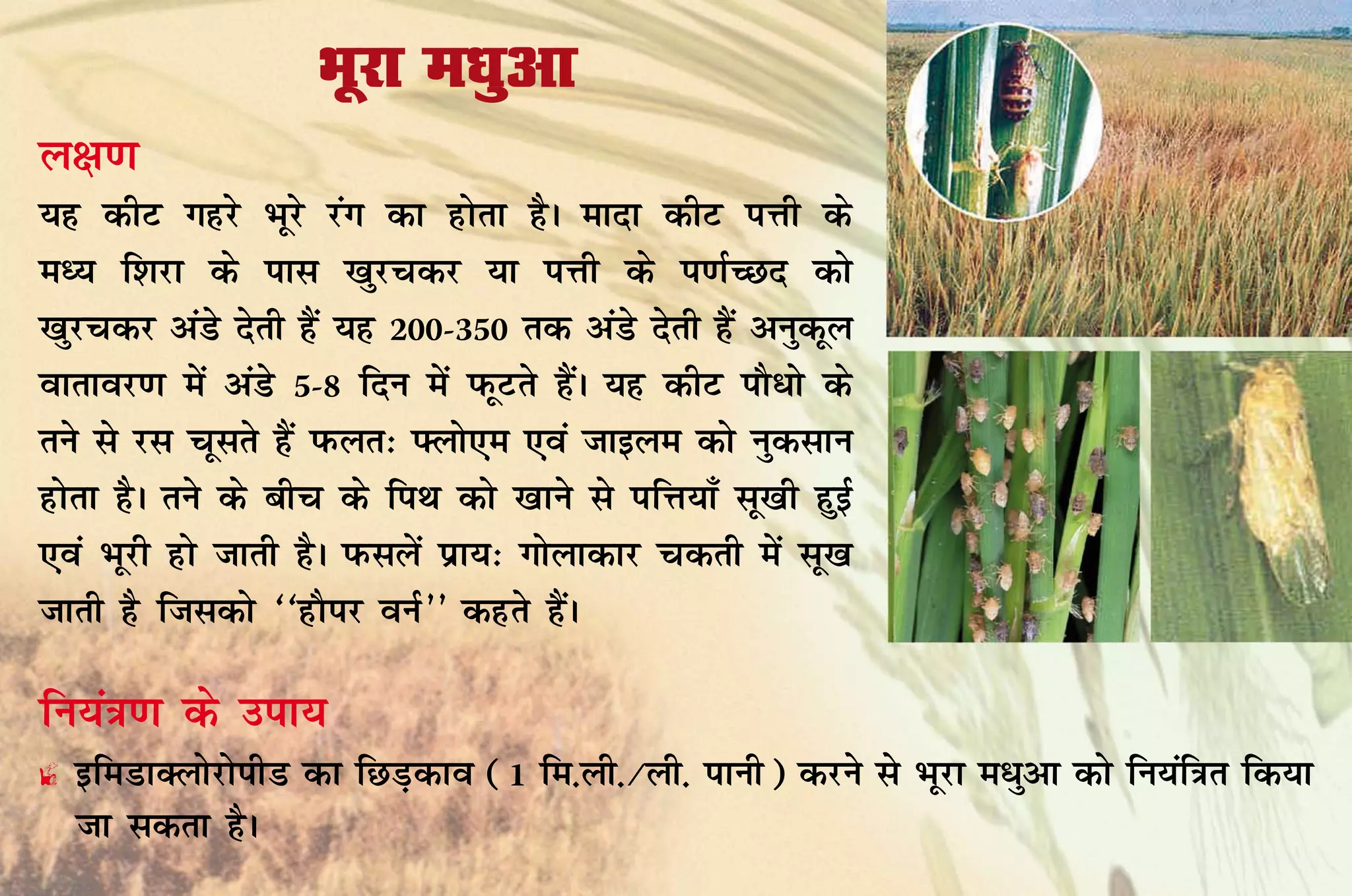 Hkwjk e/kqvk
y{k.k
;g dhV xgjs Hkwjs jax dk gksrk gSA eknk dhV iÙkh ds
eè; f'kjk ds ikl [kqjpdj ;k iÙkh ds i.kZPNn dks
[kqjpdj vaMs nsrh gSa ;g 200-350 rd vaMs nsrh gSa vuqdwy
okrkoj.k esa vaMs 5-8 fnu esa iQwVrs gSaA ;g dhV ikS/ks ds
rus ls jl pwlrs gSa iQyr% Ýyks,e ,oa tkbye dks uqdlku
gksrk gSA rus ds chp ds fiFk dks [kkus ls ifÙk;k¡ lw[kh gqbZ
,oa Hkwjh gks tkrh gSA iQlysa izk;% xksykdkj pdrh esa lw[k
tkrh gS ftldks ^^gkSij ouZ** dgrs gSaA

fu;a=k.k ds mik;
£ bfeMkDyksjksihM dk fNM+dko (1 fe-yh-@yh- ikuh) djus ls Hkwjk e/qvk dks fu;af=kr fd;k
  tk ldrk gSA
 