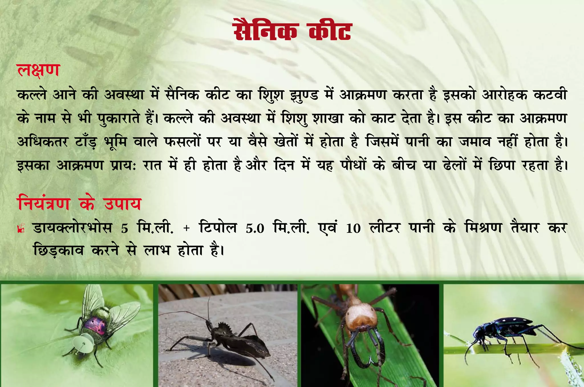 lSfud dhV
y{k.k
dYys vkus dh voLFkk esa lSfud dhV dk f'kq'k >q.M esa vkØe.k djrk gS bldks vkjksgd dVoh
ds uke ls Hkh iqdkjkrs gSaA dYys dh voLFkk esa f'k'kq 'kk[kk dks dkV nsrk gSA bl dhV dk vkØe.k
vf/drj Vk¡M+ Hkwfe okys iQlyksa ij ;k oSls [ksrksa esa gksrk gS ftlesa ikuh dk teko ugha gksrk gSA
bldk vkØe.k izk;% jkr esa gh gksrk gS vkSj fnu esa ;g ikS/ksa ds chp ;k <syksa esa fNik jgrk gSA

fu;a=k.k ds mik;
£ Mk;DyksjHkksl 5 fe-yh- $ fViksy 5.0 fe-yh- ,oa 10 yhVj ikuh ds feJ.k rS;kj dj
  fNM+dko djus ls ykHk gksrk gSA
 