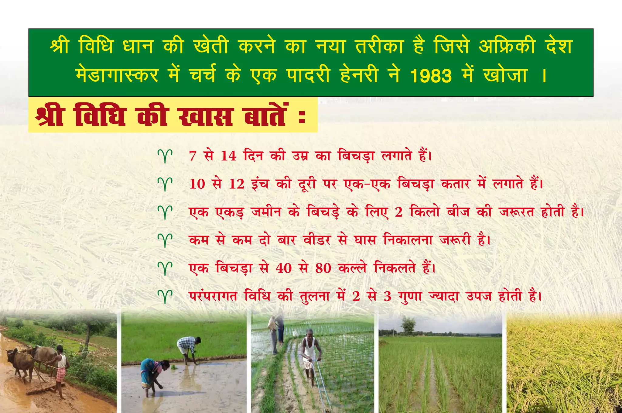 Jh fof/k /kku dh [ksrh djus dk u;k rjhdk gS ftls vfÝdh ns'k
    esMkxkLdj esa ppZ ds ,d iknjh gsujh us 1983 esa [kkstk A
Jh fof/k dh [kkl ckrsa %
                7 ls 14 fnu dh mez dk fcpM+k yxkrs gSaA
                10 ls 12 bap dh nwjh ij ,d&,d fcpM+k drkj esa yxkrs gSaA
                ,d ,dM+ tehu ds fcpM+s ds fy, 2 fdyks cht dh t:jr gksrh gSA
                de ls de nks ckj ohMj ls ?kkl fudkyuk t:jh gSA
                ,d fcpM+k ls 40 ls 80 dYYks fudyrs gSaA
                Ikjaijkxr fof/ dh rqyuk esa 2 ls 3 xq.kk T;knk mit gksrh gSA
 