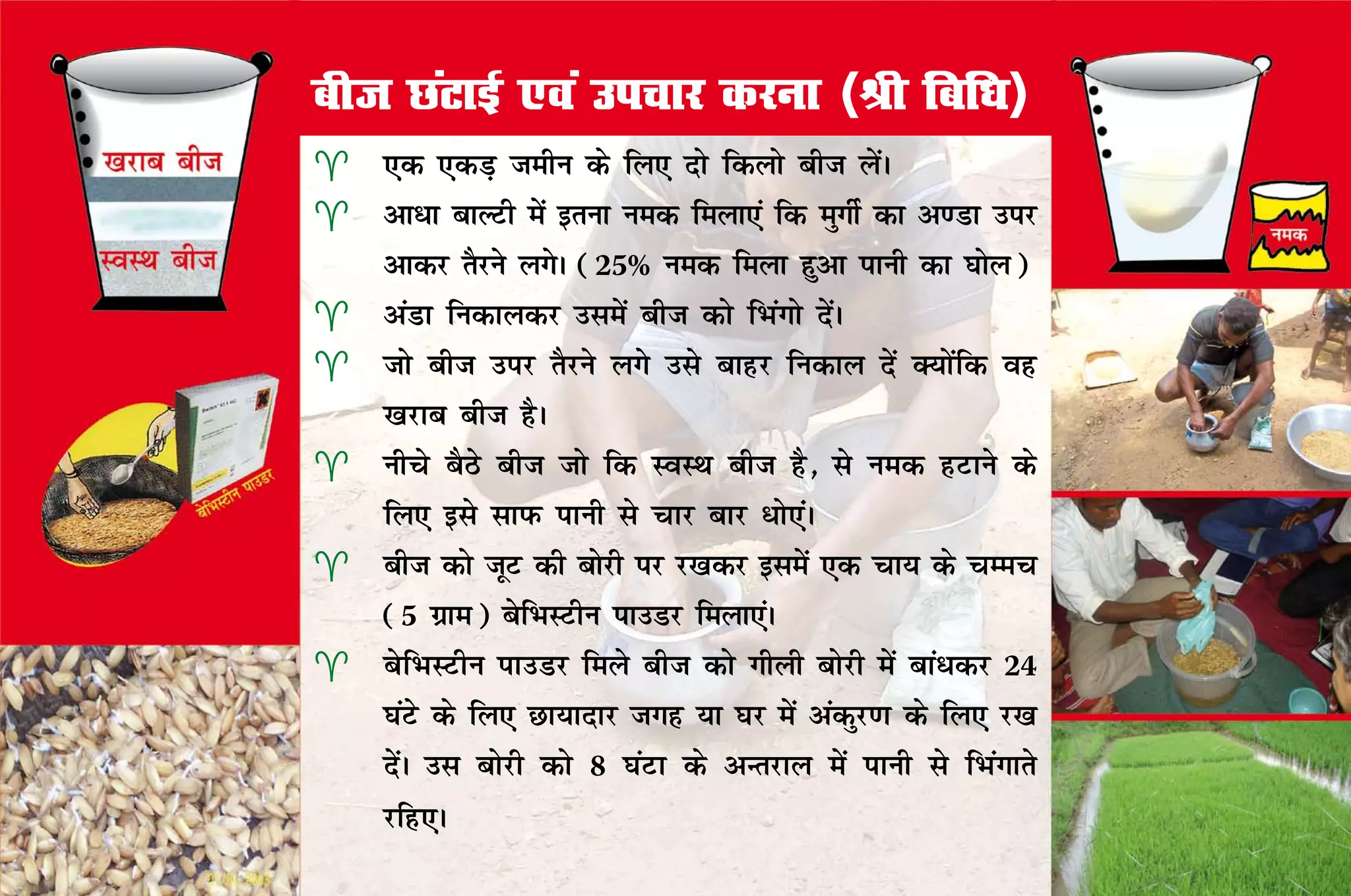 cht NaVkbZ ,oa mipkj djuk ¼Jh fcf/k½
   ,d ,dM+ tehu ds fy, nks fdyks cht ysaA
   vk/k ckYVh esa bruk ued feyk,a fd eqxhZ dk v.Mk mij
    vkdj rSjus yxsA (25% ued feyk gqvk ikuh dk ?kksy)
   vaMk fudkydj mlesa cht dks fHkaxks nsaA
   tks cht mij rSjus yxs mls ckgj fudky nsa D;ksafd og
    [kjkc cht gSA
   uhps cSBs cht tks fd LoLFk cht gS] ls ued gVkus ds
    fy, bls lkiQ ikuh ls pkj ckj /ks,aA
   cht dks twV dh cksjh ij j[kdj blesa ,d pk; ds pEep
    (5 xzke) csfHkLVhu ikmMj feyk,aA
   csfHkLVhu ikmMj feys cht dks xhyh cksjh esa cka/dj 24
    ?kaVs ds fy, Nk;knkj txg ;k ?kj esa vadqj.k ds fy, j[k
    nsaA ml cksjh dks 8 ?kaVk ds vUrjky esa ikuh ls fHkaxkrs
    jfg,A
 