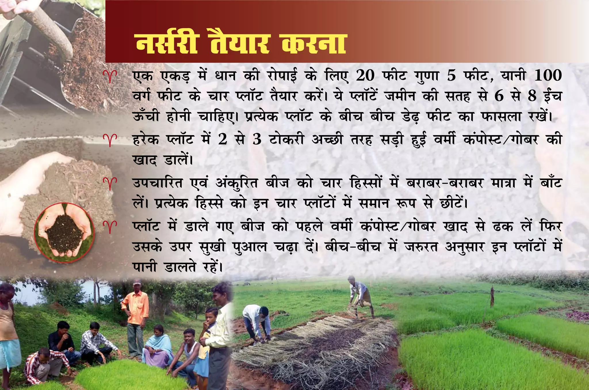 ulZjh rS;kj djuk
 ,d ,dM+ esa /ku dh jksikbZ ds fy, 20 iQhV xq.kk 5 iQhV] ;kuh 100
  oxZ iQhV ds pkj IykWV rS;kj djsaA ;s IykWVsa tehu dh lrg ls 6 ls 8 bZap
  mQ¡ph gksuh pkfg,A izR;sd IykWV ds chp chp Ms<+ iQhV dk iQklyk j[ksaA
 gjsd IykWV esa 2 ls 3 Vksdjh vPNh rjg lM+h gqbZ oehZ daiksLV@xkscj dh
  [kkn MkysaA
 mipkfjr ,oa vadqfjr cht dks pkj fgLlksa esa cjkcj&cjkcj ek=kk esa ck¡V
  ysaA izR;sd fgLls dks bu pkj IykWVksa esa leku :Ik ls NhVsaA
 IykWV esa Mkys x, cht dks igys oehZ daiksLV@xkscj [kkn ls <d ysa fiQj
  mlds mij lq[kh iqvky p<+k nsaA chp&chp esa t#jr vuqlkj bu IykWVksa esa
  ikuh Mkyrs jgsaA
 