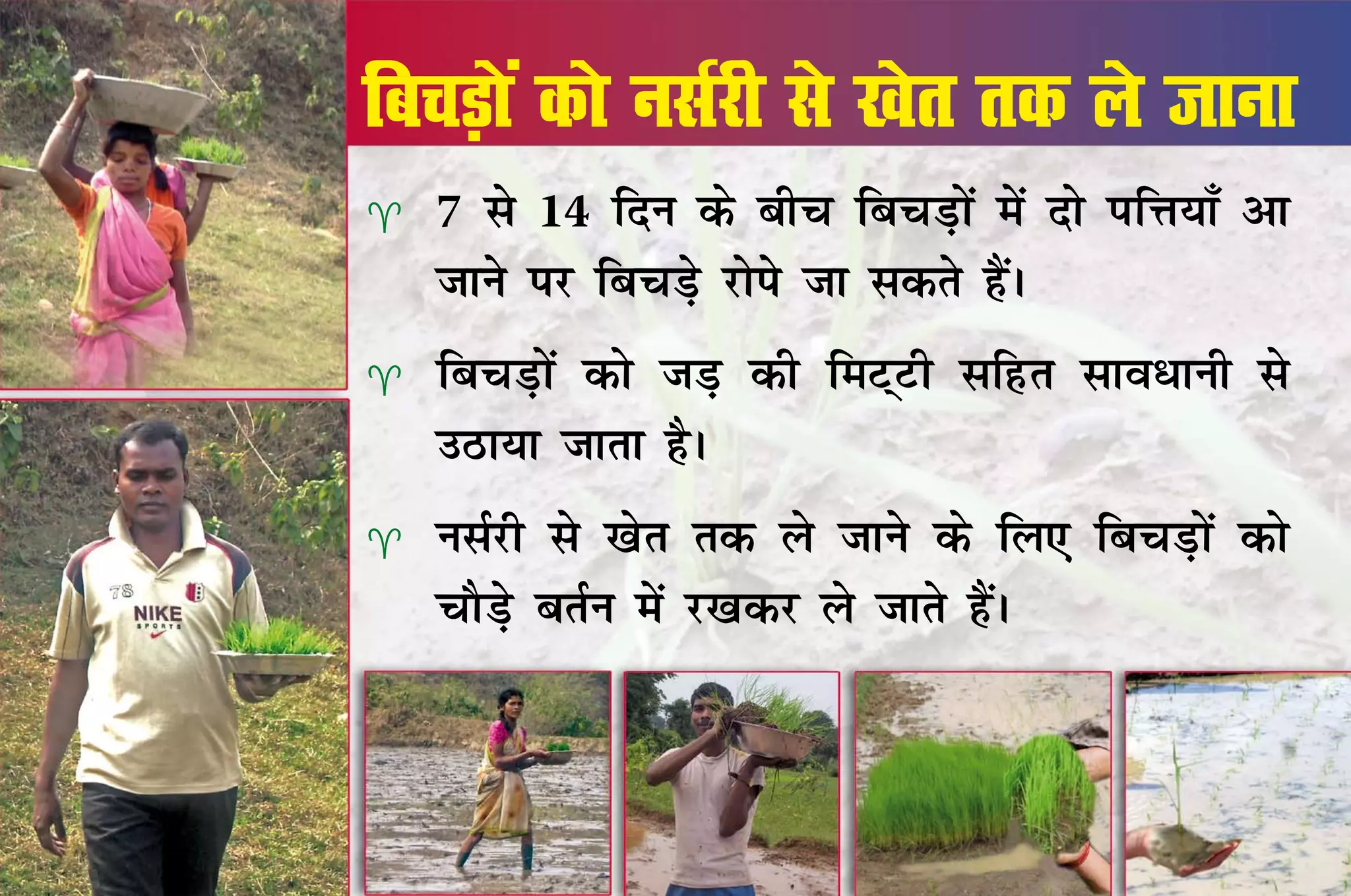 fcpM+ksa dks ulZjh ls [ksr rd ys tkuk
   7 ls 14 fnu ds chp fcpM+ksa esa nks ifÙk;k¡ vk
    tkus ij fcpM+s jksis tk ldrs gSaA
   fcpM+ksa dks tM+ dh feV~Vh lfgr lko/kuh ls
    mBk;k tkrk gSA
   ulZjh ls [ksr rd ys tkus ds fy, fcpM+ksa dks
    pkSM+s crZu esa j[kdj ys tkrs gSaA
 